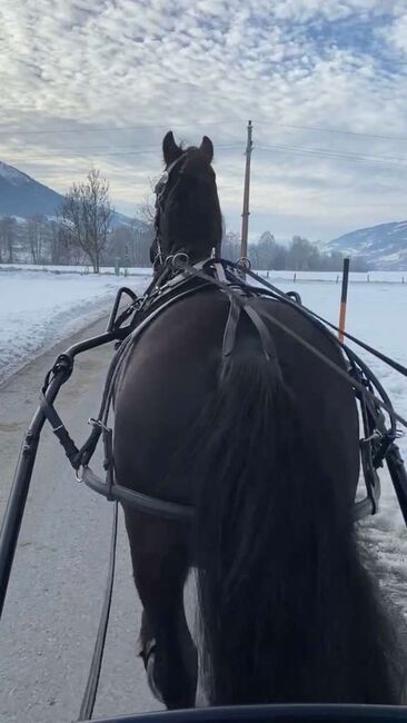 Einspänner Brustblattgeschirr inkl. Zubehör, Nina, Kutschgeschirr, Niedernsill