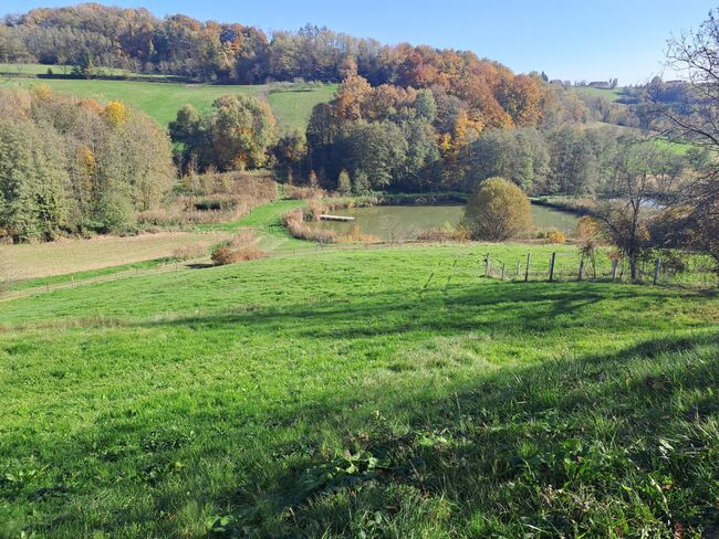 Einstellplätze Umgebung jennersdorf, Selina Brescher, Stallplätze, Kleegraben, Abbildung 3