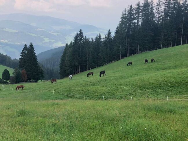 Einstellplatz Pensionsplatz für Pferde mit Lungenproblemen oder Sommerekzem!, E.C., Stallplätze, Reichenfels, Abbildung 8