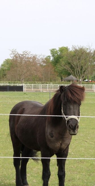 Einzigartiger Isländer zu verkaufen, Manuela Holy, Pferd kaufen, Wolfpassing an der Hochleithen