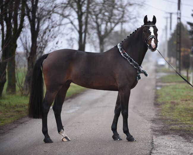 Exlusive spring 110cm Classic, Izmos, Konie na sprzedaż, Békésszentandrás