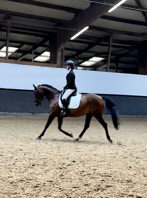 Ausdrucksstarke Ponystute, Wiebke, Konie na sprzedaż, Neuenkirchen