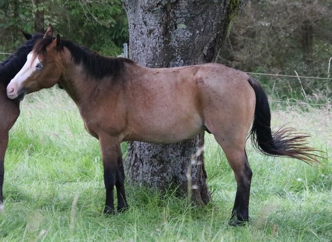 ausdrucksstarker Paint Horse Hengst, Kerstin Rehbehn (Pferdemarketing Ost), Konie na sprzedaż, Nienburg