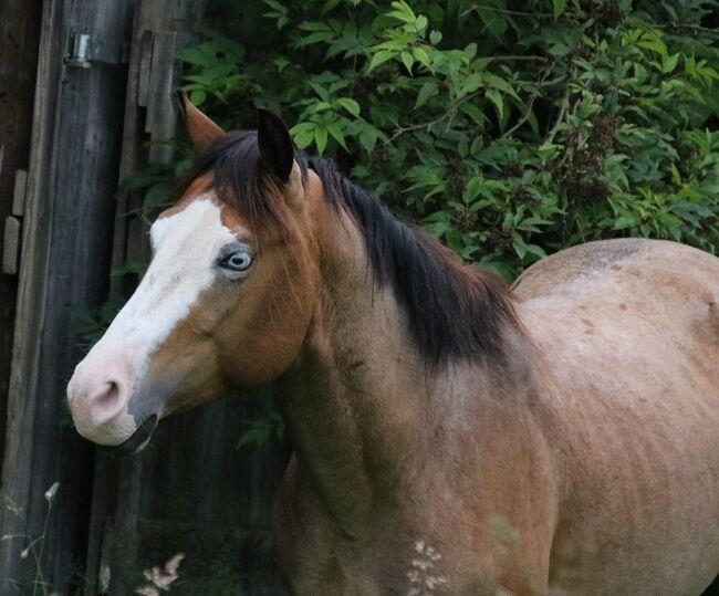 ausdrucksstarker Paint Horse Hengst, Kerstin Rehbehn (Pferdemarketing Ost), Konie na sprzedaż, Nienburg, Image 2