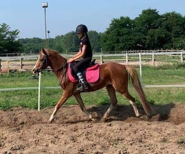 Elado 5 éves herélt pony, Zima Roland , Horses For Sale, Szarvas, Image 3