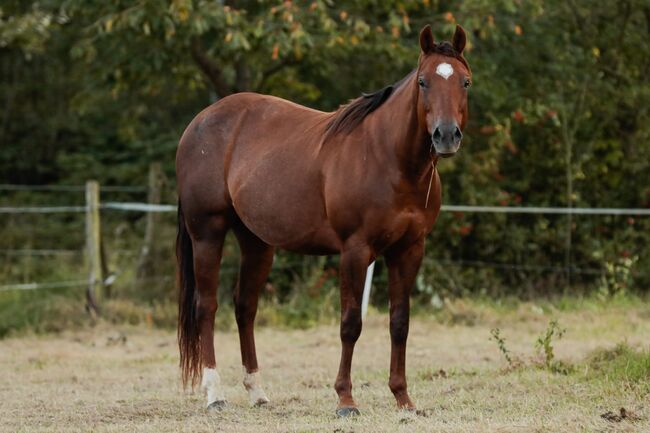 Electra Chic - Ein Juwel in Zucht und Freizeit, Kerstin Rehbehn (Pferdemarketing Ost), Horses For Sale, Nienburg