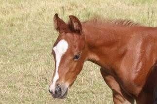 Electra Chic - Ein Juwel in Zucht und Freizeit, Kerstin Rehbehn (Pferdemarketing Ost), Horses For Sale, Nienburg, Image 8
