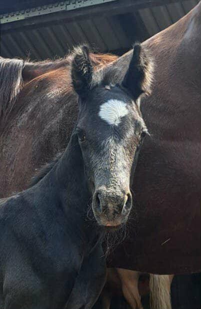 Electra Chic - Ein Juwel in Zucht und Freizeit, Kerstin Rehbehn (Pferdemarketing Ost), Horses For Sale, Nienburg, Image 7