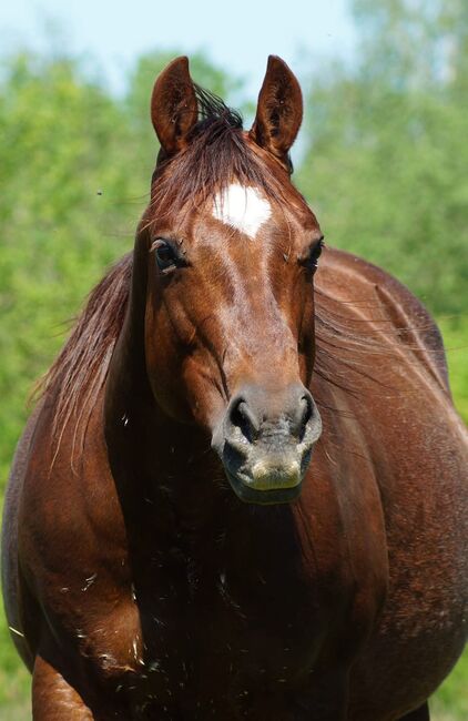 Electra Chic - Ein Juwel in Zucht und Freizeit, Kerstin Rehbehn (Pferdemarketing Ost), Horses For Sale, Nienburg, Image 5