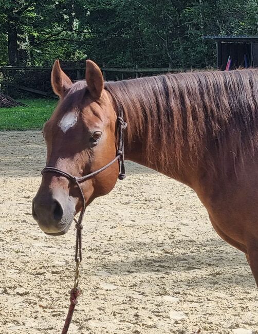 Electra Chic - Ein Juwel in Zucht und Freizeit, Kerstin Rehbehn (Pferdemarketing Ost), Horses For Sale, Nienburg, Image 3