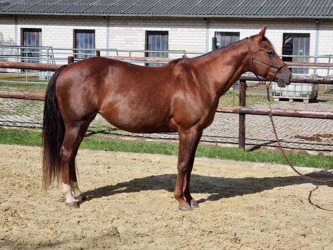 Electra Chic - Ein Juwel in Zucht und Freizeit, Kerstin Rehbehn (Pferdemarketing Ost), Horses For Sale, Nienburg, Image 4