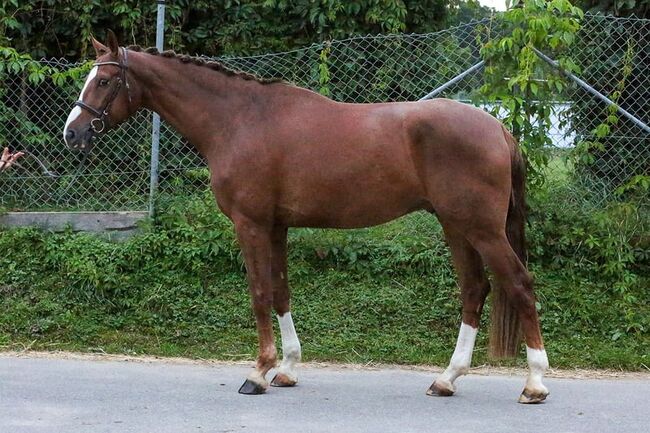 Eleganter 5-jähriger Fuchs Wallach – Vielversprechender Partner, Christopher Friedrich, Horses For Sale, Göppingen, Image 2