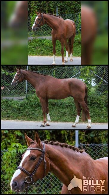 Eleganter 5-jähriger Fuchs Wallach – Vielversprechender Partner, Christopher Friedrich, Horses For Sale, Göppingen, Image 4