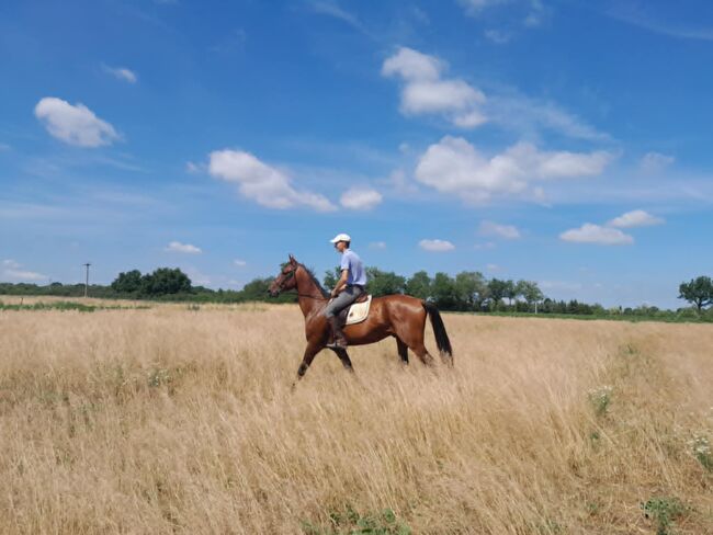 Eleganter Achal-Tekkiner Hengst, 5 Jahre, geritten und gefahren, Eszter, Horses For Sale, Katafa