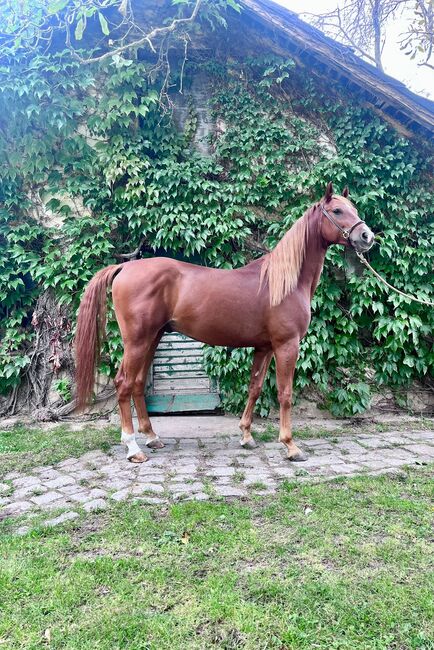 Eleganter fünfjähriger Fuchs-Wallach mit Ausstrahlung, Elisabeth Kögl, Horses For Sale, Bruck/Leitha, Image 4