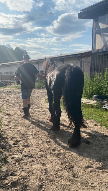 Eleganter Friesenwallach, Timea, Horses For Sale, Berlin, Image 6