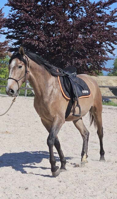 Eleganter PRE/Berber, Susanne, Horses For Sale, Liebefeld