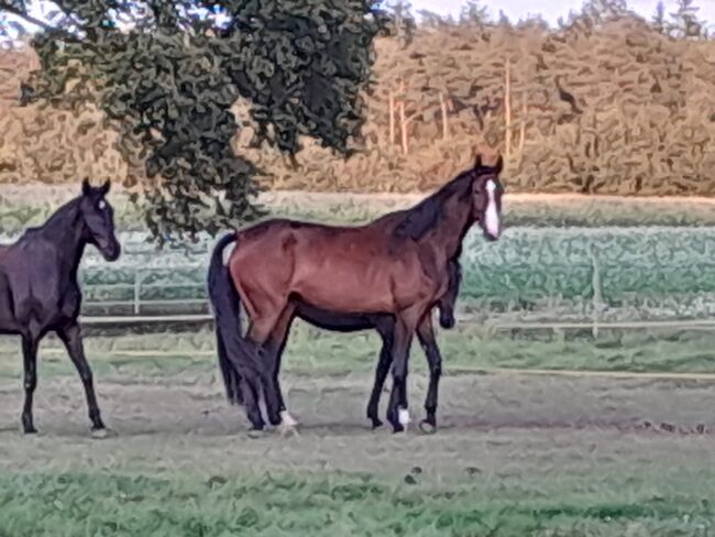 Elegante große reinländerin, 4j. 178cm, Denis dachman, Horses For Sale, Neustadt