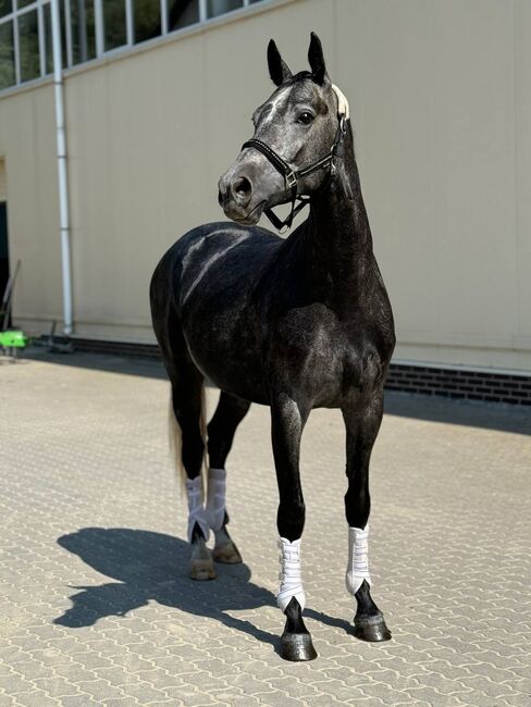 Elegante 6-jährige Stute – 168 cm – Hochwertiges Sportpferd, North, Pferd kaufen, berlin