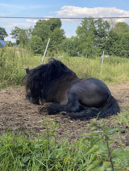 Eleganter Friesenwallach, Timea, Horses For Sale, Berlin, Image 5