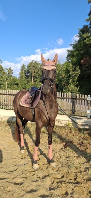 Elegante ÖWB Rappstute mit vielversprechender Dressurperspektive, Katrin Schneider, Horses For Sale, Gleisdorf