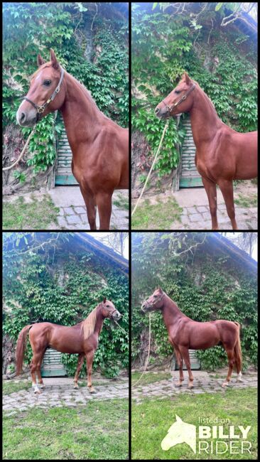Eleganter fünfjähriger Fuchs-Wallach mit Ausstrahlung, Elisabeth Kögl, Horses For Sale, Bruck/Leitha, Image 5