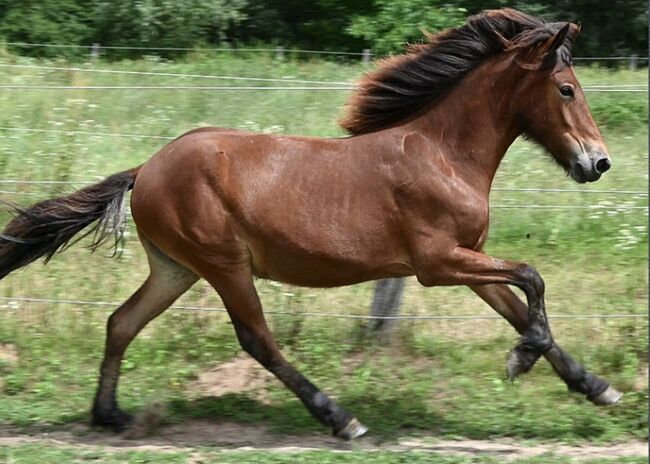Elite Isländer Wallach 5 Gänge, Stella, Horses For Sale, Kitzbühel , Image 3