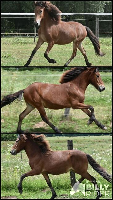 Elite Isländer Wallach 5 Gänge, Stella, Horses For Sale, Kitzbühel , Image 4