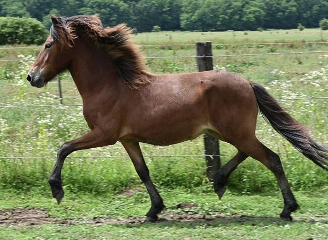 Elite Isländer Wallach 5 Gänge, Stella, Horses For Sale, Kitzbühel , Image 2