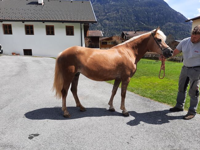 Tiroler Haflinger Elitestute, Verena , Konie na sprzedaż, Längenfeld, Image 4