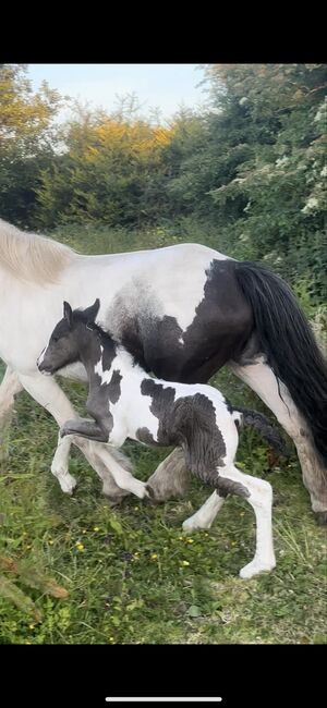 Elite gypsy Colt, Damien Mccarthy, Horses For Sale, Killarney