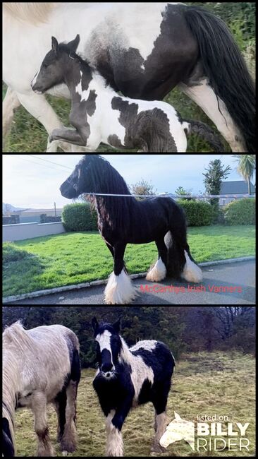 Elite gypsy Colt, Damien Mccarthy, Horses For Sale, Killarney, Image 4