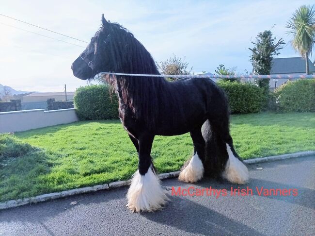 Elite gypsy Colt, Damien Mccarthy, Horses For Sale, Killarney, Image 2