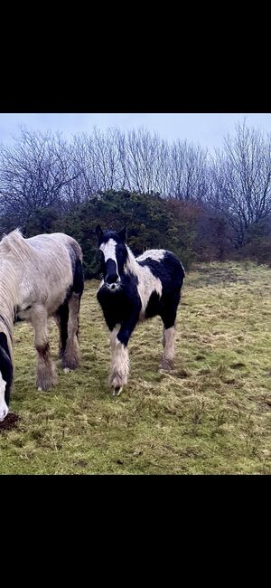Elite gypsy Colt, Damien Mccarthy, Horses For Sale, Killarney, Image 3