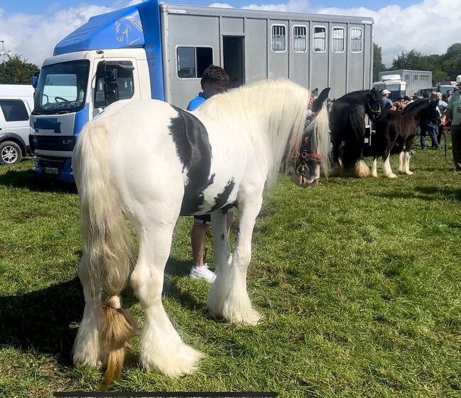 Elite Gypsy Stallion, Damien Mccarthy, Horses For Sale, Killarney