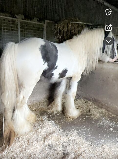 Elite Gypsy Stallion, Damien Mccarthy, Horses For Sale, Killarney, Image 2
