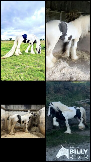 Elite Gypsy Stallion, Damien Mccarthy, Horses For Sale, Killarney, Image 5