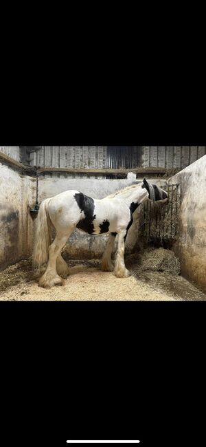 Elite Gypsy Stallion, Damien Mccarthy, Horses For Sale, Killarney, Image 3
