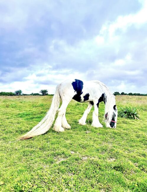 Elite Gypsy Stallion, Damien Mccarthy, Horses For Sale, Killarney