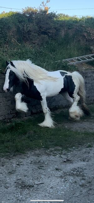Elite Gypsy Stallion, Damien Mccarthy, Horses For Sale, Killarney, Image 4