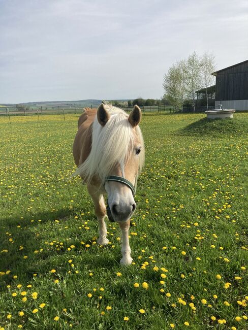 Notvergabe, Brunner, Horses For Sale, Wullersdorf , Image 2