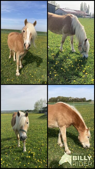 Notvergabe, Brunner, Horses For Sale, Wullersdorf , Image 5