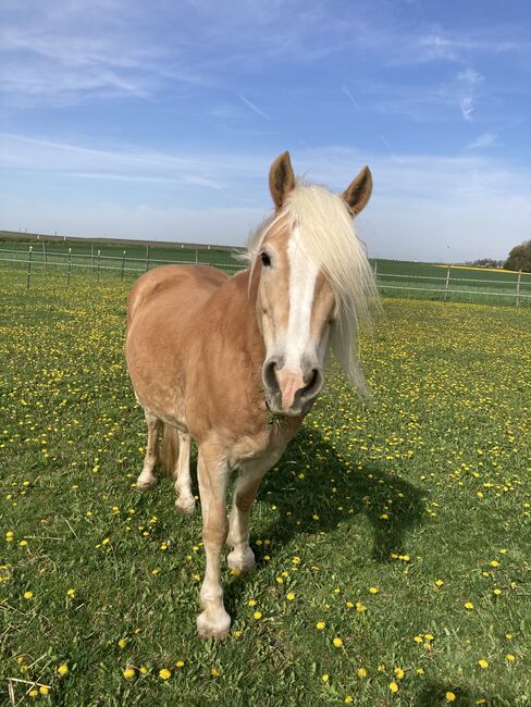 Notvergabe, Brunner, Horses For Sale, Wullersdorf 