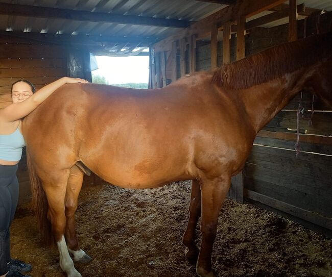 NOTVERKAUF auch für Kinder/Anfänger oder schwächere Reiter, Laura, Horses For Sale, Straden, Image 5