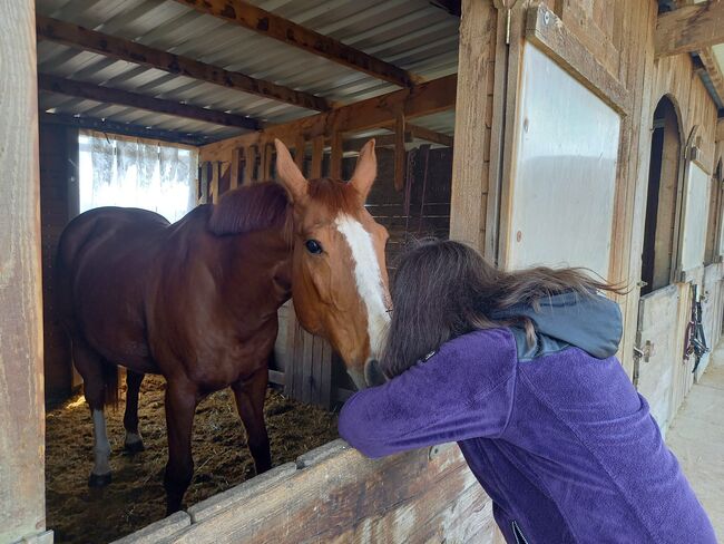 NOTVERKAUF auch für Kinder/Anfänger oder schwächere Reiter, Laura, Horses For Sale, Straden, Image 8