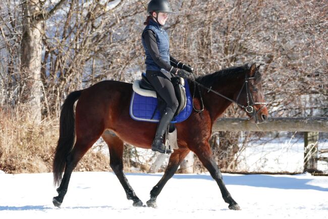 Ein Allrounder für die Zukunft, Irene Zimmermann, Horses For Sale, Ramsau am Dachstein