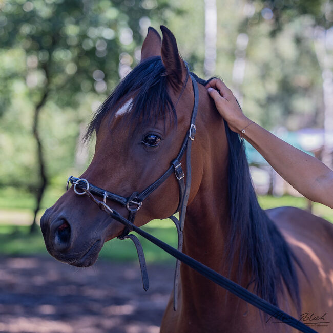 Ein Araber mit einem Gesicht zum Verlieben sucht Herzensmensch, Maren Gams, Horses For Sale, Deutschland, Image 4