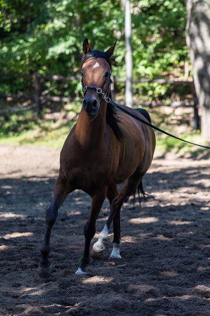 Ein Araber mit einem Gesicht zum Verlieben sucht Herzensmensch, Maren Gams, Horses For Sale, Deutschland, Image 6