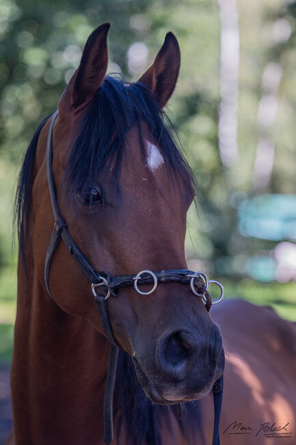 Ein Araber mit einem Gesicht zum Verlieben sucht Herzensmensch, Maren Gams, Horses For Sale, Deutschland, Image 9