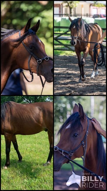 Ein Araber mit einem Gesicht zum Verlieben sucht Herzensmensch, Maren Gams, Horses For Sale, Deutschland, Image 11